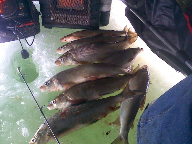 fishpic
